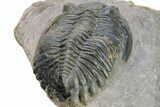 Bargain, Detailed Hollardops Trilobite #230439-5